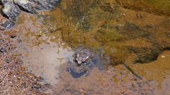 Sclerophrys garmani
