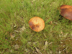 Phlebopus marginatus