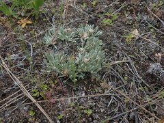 Antennaria dimorpha