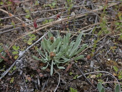 Antennaria dimorpha