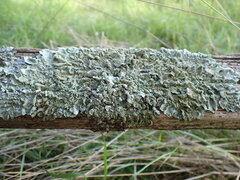 Punctelia subrudecta