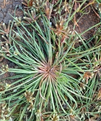 Fimbristylis argentea