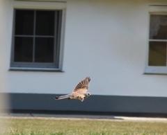 Falco tinnunculus tinnunculus