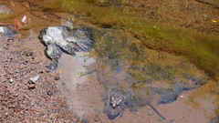 Sclerophrys garmani