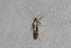 Calybites phasianipennella