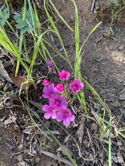 Oxalis