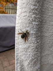 Dolichovespula maculata
