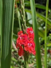 Stachytarpheta mutabilis