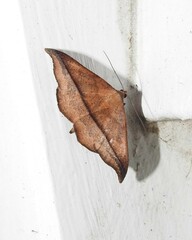 Sarisa muriferata