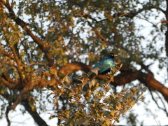 Lamprotornis chalybaeus