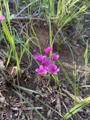 Oxalis