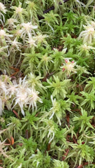 Sphagnum squarrosum