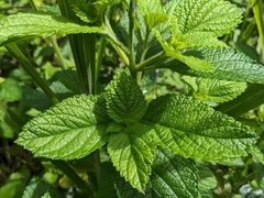 Stachytarpheta mutabilis