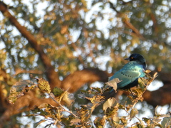 Lamprotornis chalybaeus