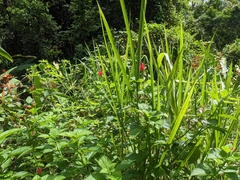 Stachytarpheta mutabilis