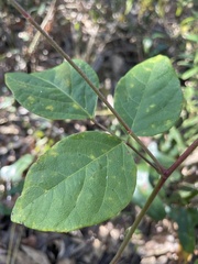 Desmodium floridanum