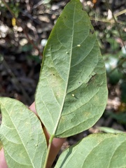 Desmodium floridanum