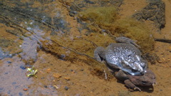 Sclerophrys garmani