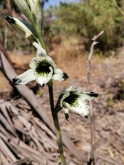 Chloraea bletioides