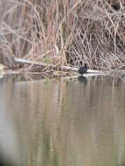 Fulica rufifrons