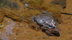 Sclerophrys garmani