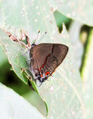 Lamprospilus collucia