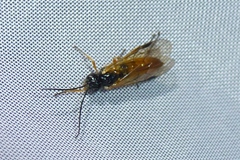 Apethymus filiformis