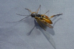 Apethymus filiformis