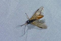 Apethymus filiformis