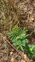 Desmanthus illinoensis