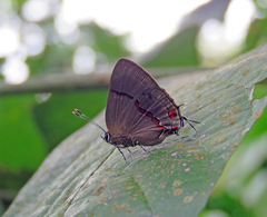 Lamprospilus collucia