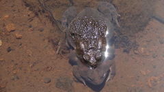 Sclerophrys garmani