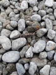 Xylotrechus sagittatus