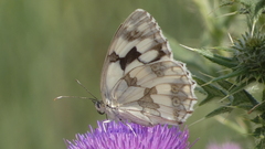 Melanargia lachesis