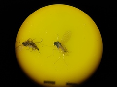 Chrysotimus molliculus