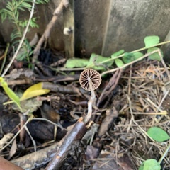 Panaeolus foenisecii