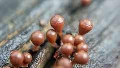 Hemitrichia calyculata