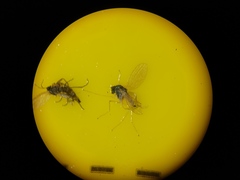 Chrysotimus molliculus