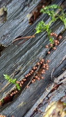 Hemitrichia calyculata