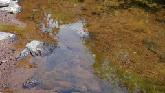Sclerophrys garmani
