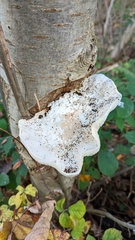 Pleurotus dryinus