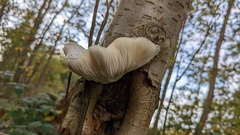 Pleurotus dryinus