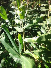 Hedychium gardnerianum