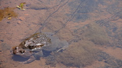 Sclerophrys garmani
