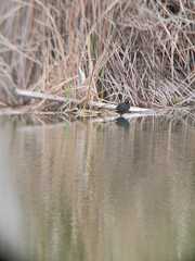 Fulica rufifrons