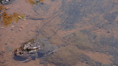 Sclerophrys garmani
