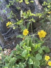 Oxalis megalorrhiza