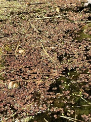 Azolla caroliniana