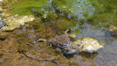 Sclerophrys garmani