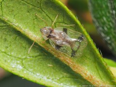 Stephanitis pyrioides